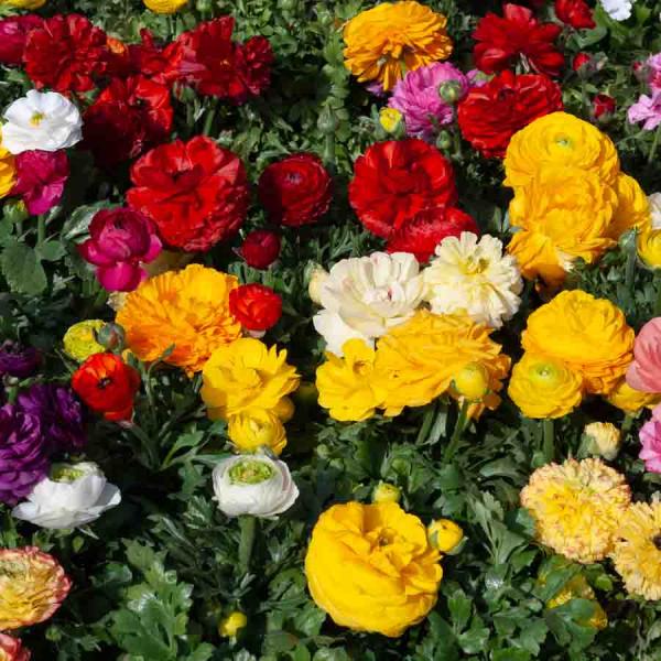 Bulbes à fleurs à planter au printemps - Renoncule en Mélange (x15) - face recto